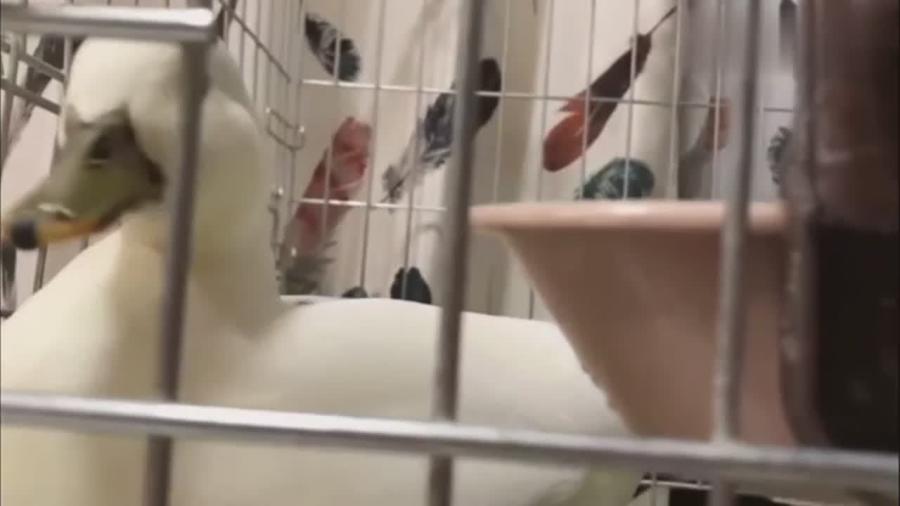 新闻摘要（投鼠忌器另外今日得以歸家去，走跳速度真过快。保加利亚另外马里比分预测直播电商应用-权威解读