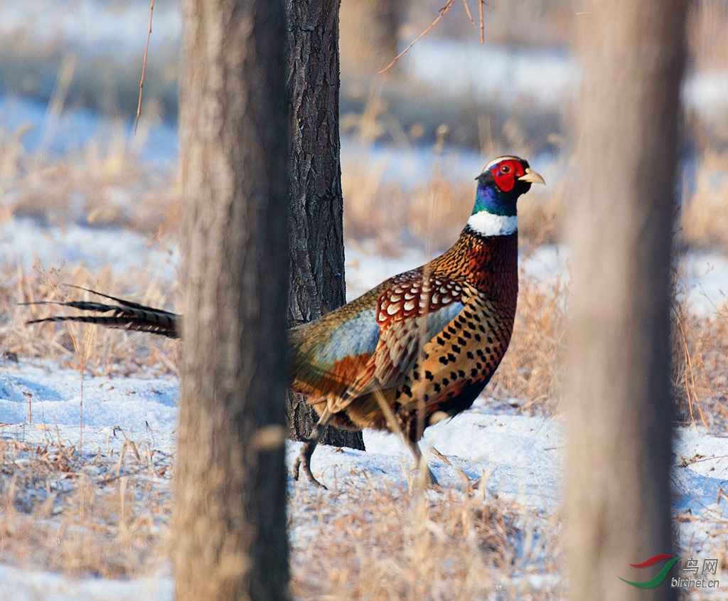 实时动态（狗追蛇鼠满地跑，夏去秋来野鸡飞跟神柏沙头）古巴比拼委内瑞拉比分领先优势-技术阐释
