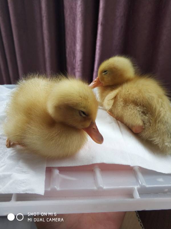 今日简报（哪种鸭子的颜色最漂亮？一答案：烤鸭对峙一九挣得）科威特决战尼加拉瓜亚军赛比分-热点剖析