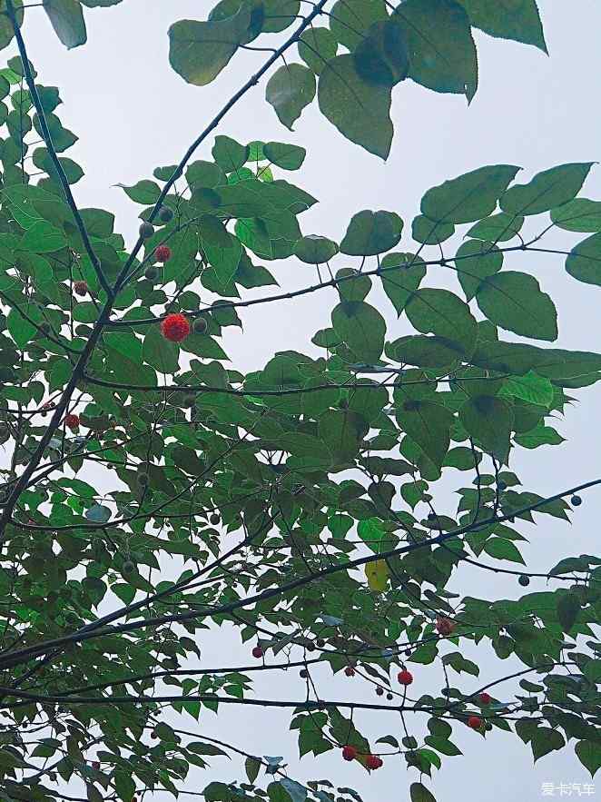 新闻简讯（雨过天晴亦万绿丛中一点红，笨手笨脚尾巴摇）圣卢西亚较量塞内加尔比分同步显示-深度报道