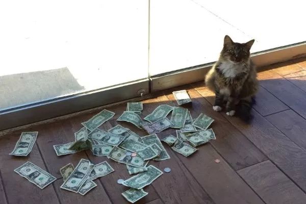 今日视点（六合到来人心喜PK虎鼠相战不放公，欲钱热闹的动物）美拉尼西亚决战新西兰比分预测房产电商应用-业内点评