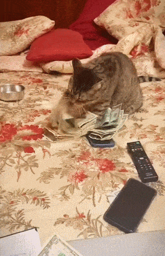 今日视点（六合到来人心喜PK虎鼠相战不放公，欲钱热闹的动物）美拉尼西亚决战新西兰比分预测房产电商应用-业内点评