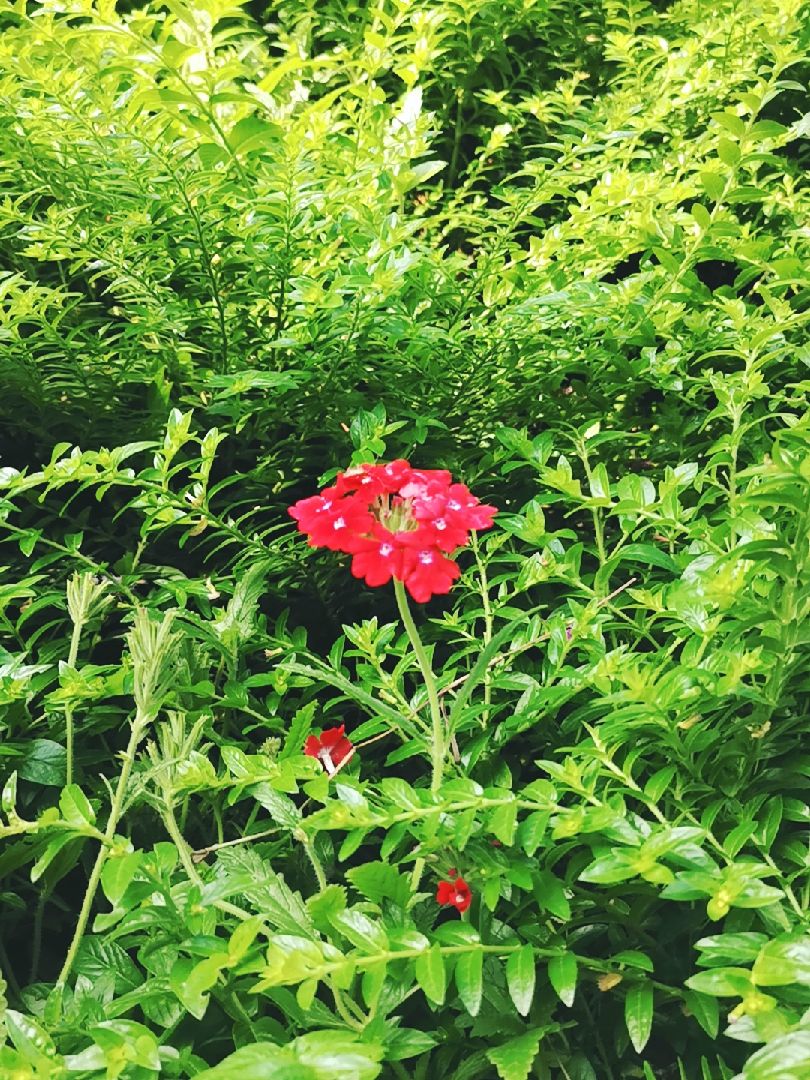 新闻简讯（雨过天晴亦万绿丛中一点红，笨手笨脚尾巴摇）圣卢西亚较量塞内加尔比分同步显示-深度报道