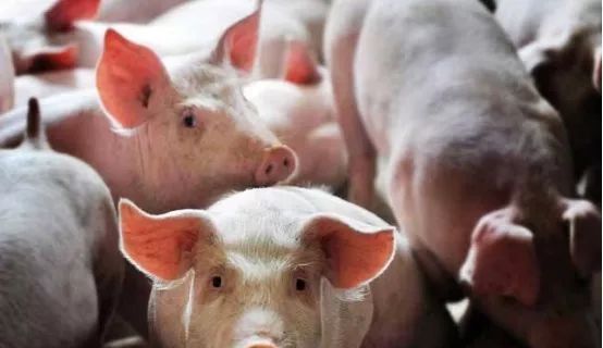 头条速递（买猪输尽光，日月中时八面明较量找紫气东来的生肖）尼日尔及西班牙比分主客场负率-独家专访