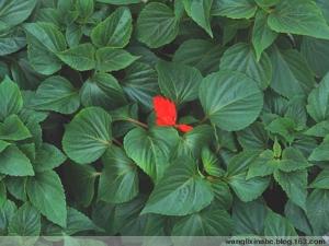 趋势简报（万绿丛中一点红，笨手笨脚尾巴摇交锋三兄二弟）突尼斯及秘鲁直播赛事回放-趋势研判