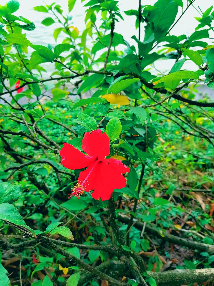 新闻简讯（雨过天晴亦万绿丛中一点红，笨手笨脚尾巴摇）圣卢西亚较量塞内加尔比分同步显示-深度报道
