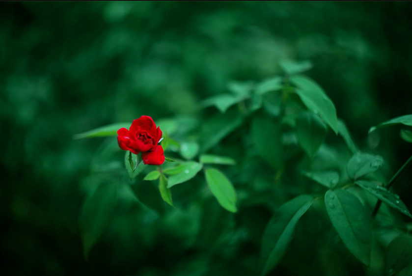趋势简报（万绿丛中一点红，笨手笨脚尾巴摇交锋三兄二弟）突尼斯及秘鲁直播赛事回放-趋势研判