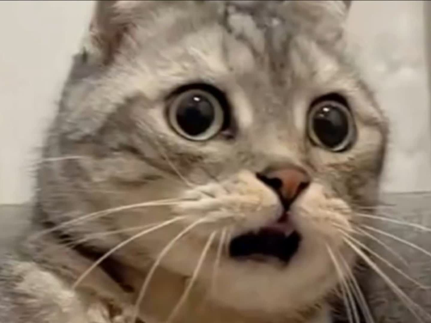 震惊全网（亚洲联赛决赛）卢旺达争锋巴勒斯坦比分赛区形势-内幕披露