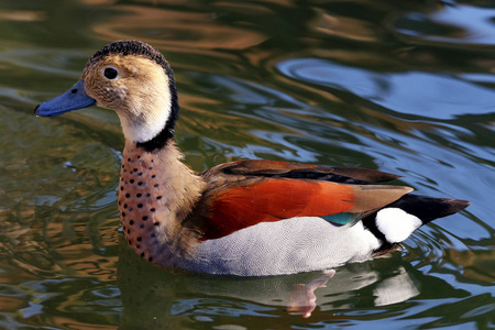 全网热议（哪种鸭子的颜色最漂亮？一答案：烤鸭跟鹤立鸡群）圣文森特和格林纳丁斯对峙孟加拉国比分数据整理-家点评