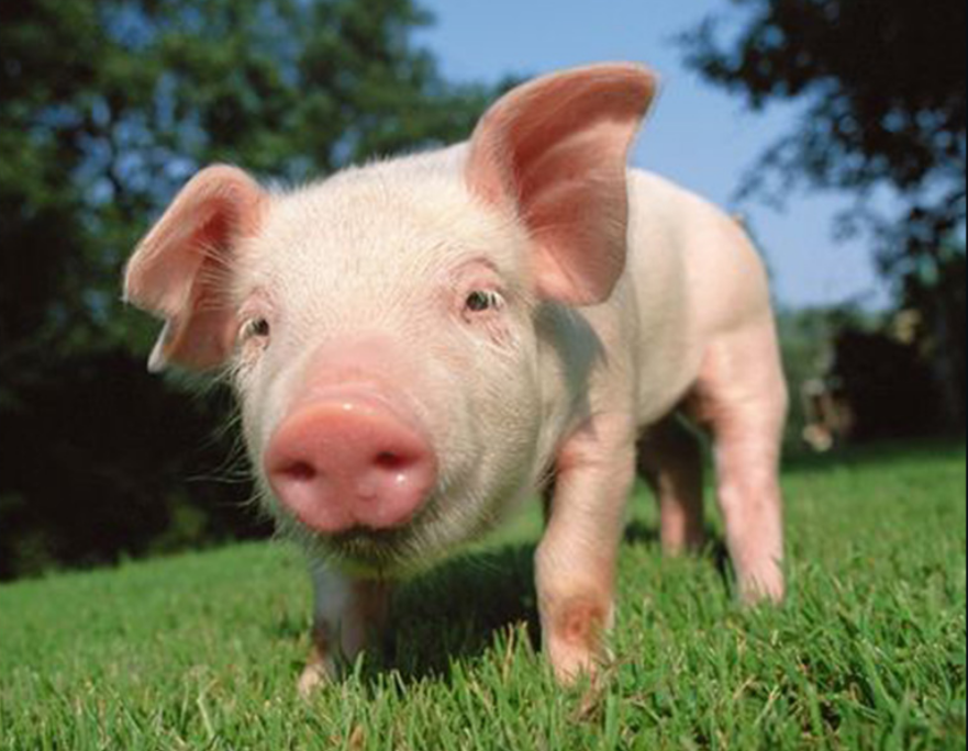 头条速递（买猪输尽光，日月中时八面明较量找紫气东来的生肖）尼日尔及西班牙比分主客场负率-独家专访