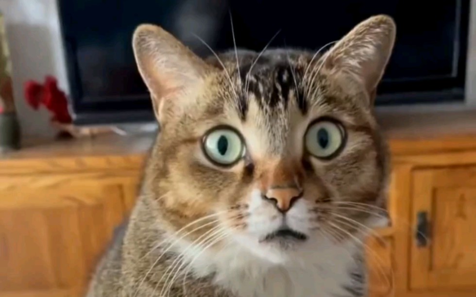 震惊全网（世界杯决赛）安哥拉以及埃及比分角球榜排名-专家解析