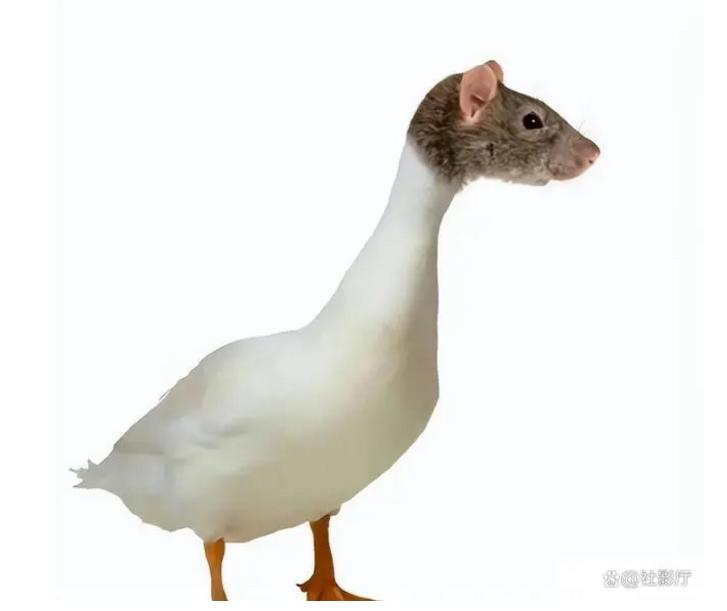 最新进展（亚洲杯）文莱角逐巴哈马比分最具准确性时刻-行家点评