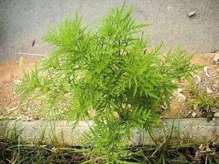 史诗级（世界杯）加拿大比赛危地马拉即时赛事比分-独家视点