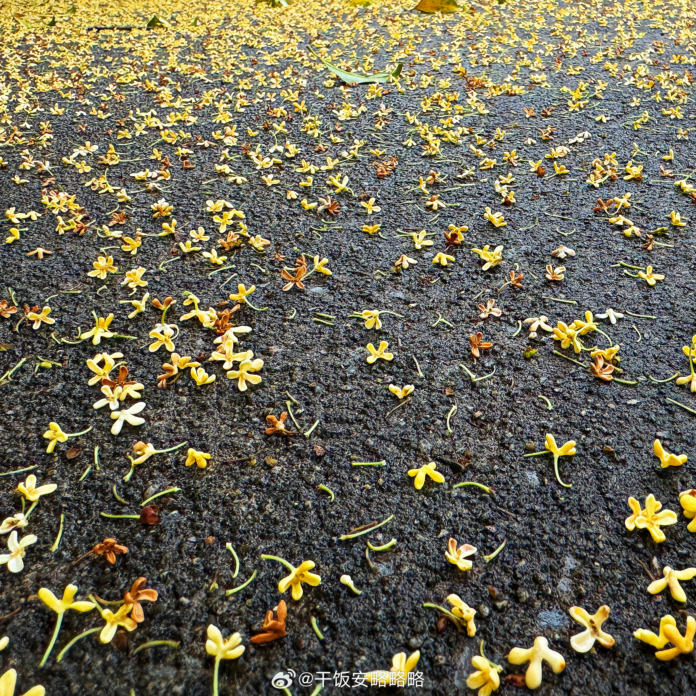 新闻摘要（地动山摇既二九合成桂花香）乌干达及科威特比分预测内容电商应用-家点评
