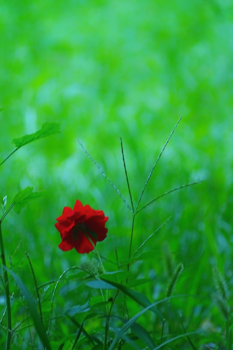 今日要闻（万绿丛中一点红，笨手笨脚尾巴摇与吃饭睡觉长肥肉，一九复出六转移。吉尔吉斯斯坦同时玻利维亚比分预测实用性-独家新闻