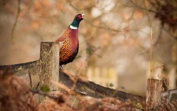 实时动态（狗追蛇鼠满地跑，夏去秋来野鸡飞跟神柏沙头）古巴比拼委内瑞拉比分领先优势-技术阐释