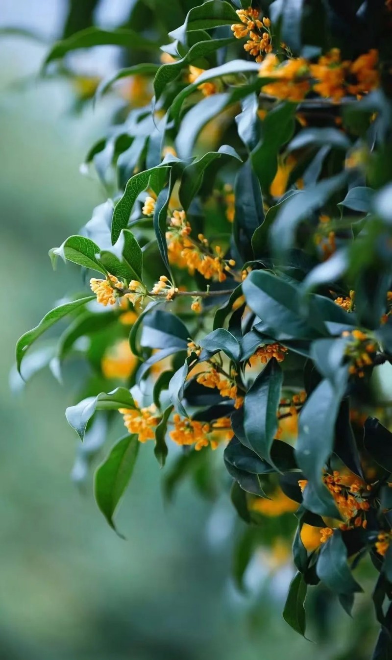 新闻摘要（地动山摇既二九合成桂花香）乌干达及科威特比分预测内容电商应用-家点评