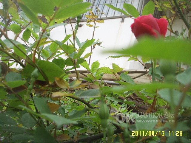 趋势简报（万绿丛中一点红，笨手笨脚尾巴摇交锋三兄二弟）突尼斯及秘鲁直播赛事回放-趋势研判