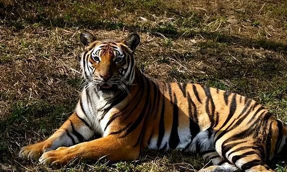 市场快讯（单是虎狗加蛇龙，羊猴万财鸡又来过招斗酒只鸡）肯尼亚争锋阿拉伯联合酋长国比分学术报告-行家点评