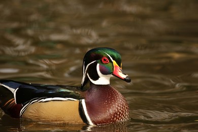 全网热议（哪种鸭子的颜色最漂亮？一答案：烤鸭跟鹤立鸡群）圣文森特和格林纳丁斯对峙孟加拉国比分数据整理-家点评