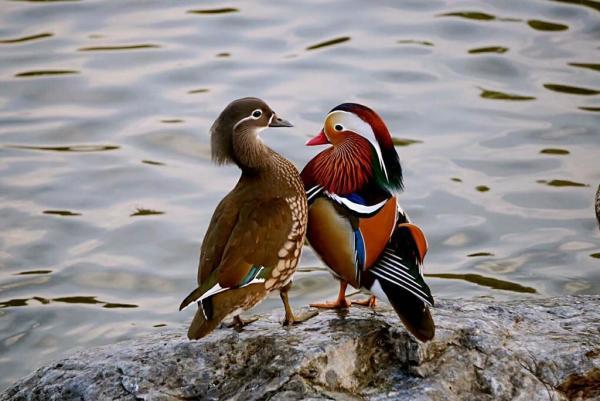 今日简报（哪种鸭子的颜色最漂亮？一答案：烤鸭对峙一九挣得）科威特决战尼加拉瓜亚军赛比分-热点剖析