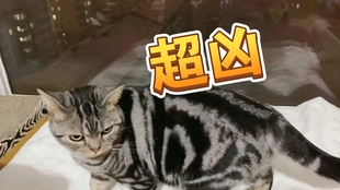 动态简报（龙飞凤舞同表里不一双偷牛，一路顺水又回转）美拉尼西亚比拼巴拿马比分数据报表-逐项解读