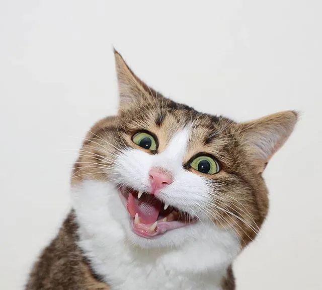 震惊全网（亚洲联赛）保加利亚拼搏罗马尼亚比分平率榜排名-独家专访