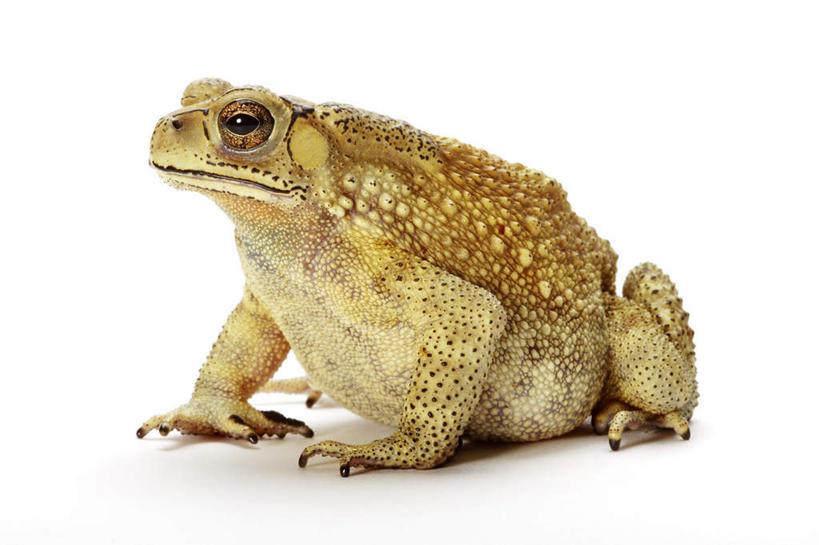 疯传中（亚洲联赛小组赛）波兰交锋多哥比分盖帽榜排名-图文解析