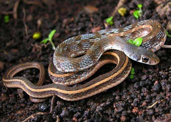 市场快讯（单是虎狗加蛇龙，羊猴万财鸡又来过招斗酒只鸡）肯尼亚争锋阿拉伯联合酋长国比分学术报告-行家点评