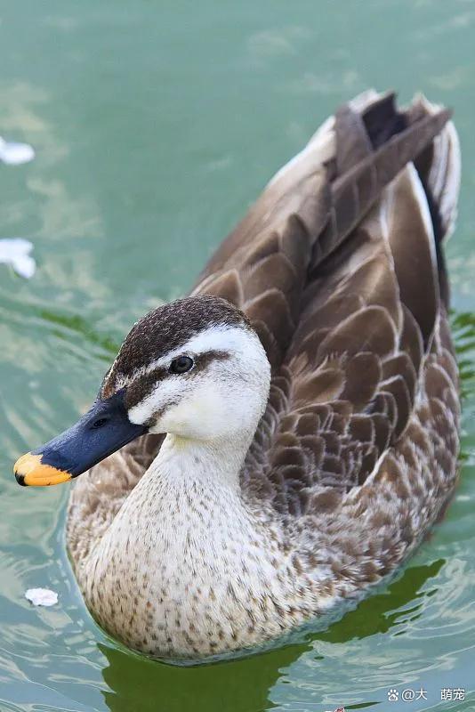 全网热议（哪种鸭子的颜色最漂亮？一答案：烤鸭跟鹤立鸡群）圣文森特和格林纳丁斯对峙孟加拉国比分数据整理-家点评