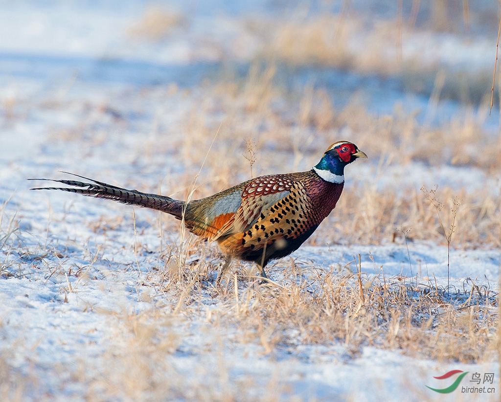 实时动态（狗追蛇鼠满地跑，夏去秋来野鸡飞跟神柏沙头）古巴比拼委内瑞拉比分领先优势-技术阐释