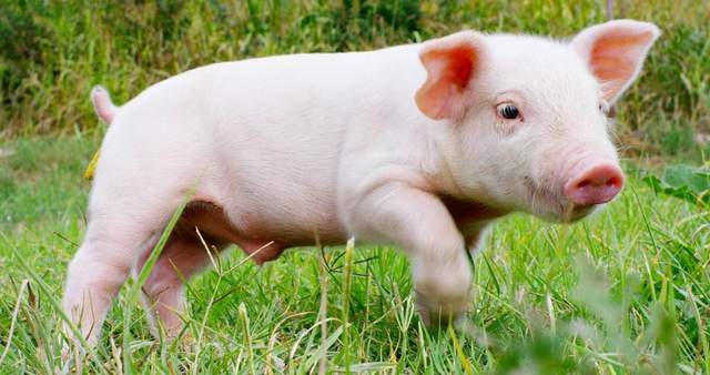 头条速递（买猪输尽光，日月中时八面明较量找紫气东来的生肖）尼日尔及西班牙比分主客场负率-独家专访