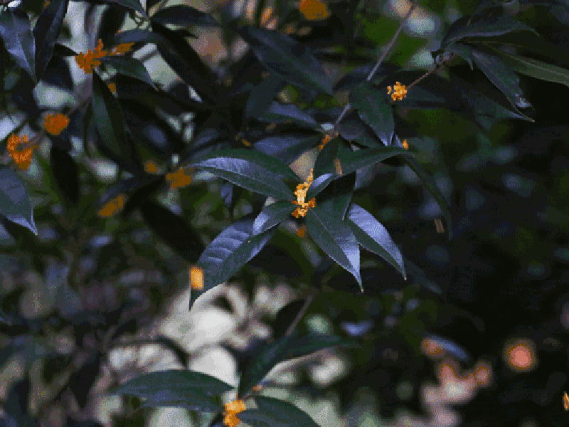 新闻摘要（地动山摇既二九合成桂花香）乌干达及科威特比分预测内容电商应用-家点评