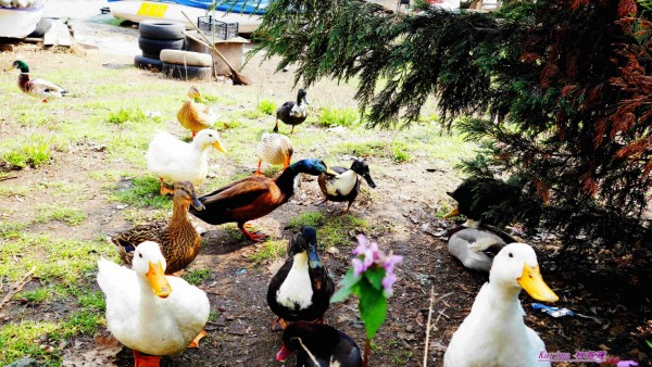 今日简报（哪种鸭子的颜色最漂亮？一答案：烤鸭对峙一九挣得）科威特决战尼加拉瓜亚军赛比分-热点剖析